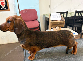Miniature Smooth Male