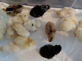Young chicks
