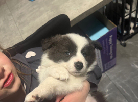 Border collie puppies