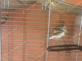 Finches for sale