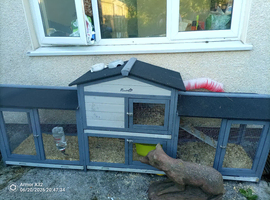 Two female 1 year old guinea pigs with extra large cage