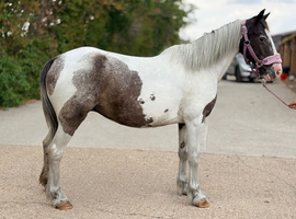 Appy X 13.3 mare.
