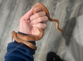 Baby corn snake