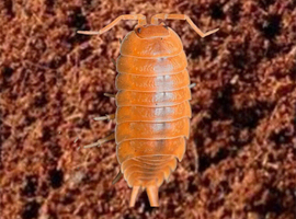 Porcellio laevis 'Orange' &mdash;  FREE UK DELIVERY &mdash; Hardy & Fast Breeding &mdash; Best Value