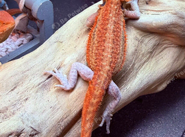 Last 50% Red Monster, GS, dunner, leatherback, hypo, trans baby Bearded Dragon