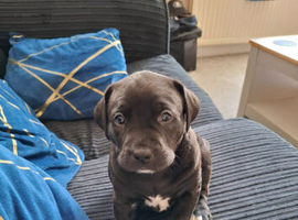 Staffyx labrador puppies for sale
