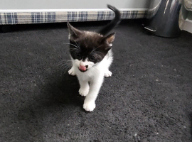 Kittens looking for loving homes.