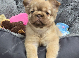 Fluffy French Bulldog Ready Now