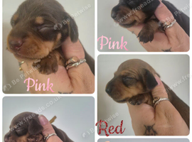 PRA CLEAR MINIATURE DACHSHUND GIRLS