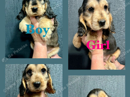 Show type KC Reg Cocker Spaniels from  dna tested parents.