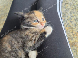 4 Gorgeous kittens