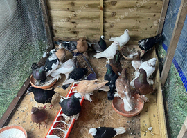 Tumblers and 1 racer cock bird for sale