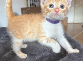3 gorgeous ginger kittens