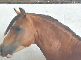 welsh sec A Stallion 6 year old