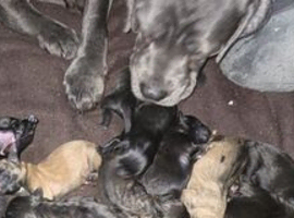 Cane corso x Patterdale