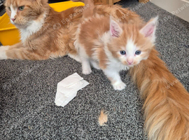 Maine coon kittens