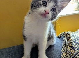 3 beautiful kittens