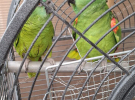 Breeding pair amazon parrot male and female