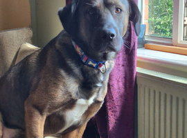 Male dog for sale