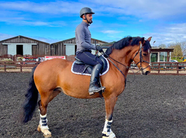 15hh Welsh D Mare
