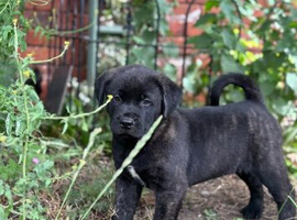 Akita x Mastiff puppies ready Now! Two left