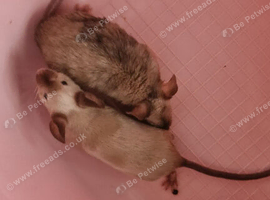 Male Mice