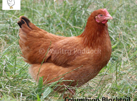 Laying Hens - Point of Lay - Lots of Colours