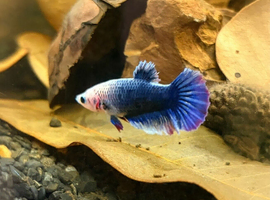 Many tropical fish for sale