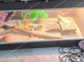 Bearded dragon