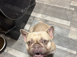 Beautiful male French bulldog