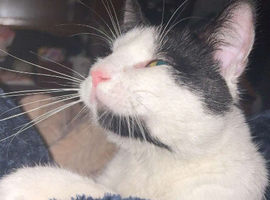 Black and white male cat