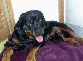 Two females ready for forever homes from the 14th of October