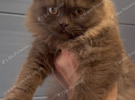 Beautiful chunky cinnamon kittens looking new home