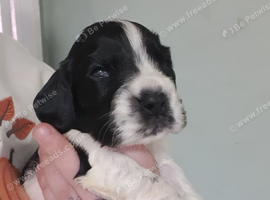 Last boy cocker spaniles