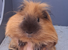 Gorgeous pair of guinea pigs Rare