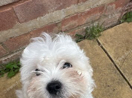 Bichon