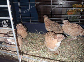 Male quail available