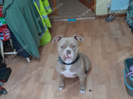 TYSON English pitbull