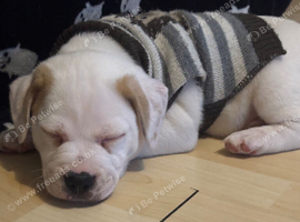 puppy
