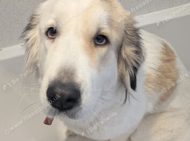 Central Asian Shepherd rehome.