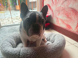 French bulldog