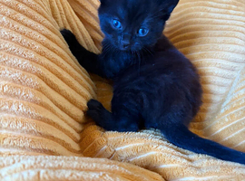 3 beautiful Half Scottish fold kittens