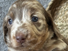 Beautiful Dapple smooth haired Dachshund puppies.