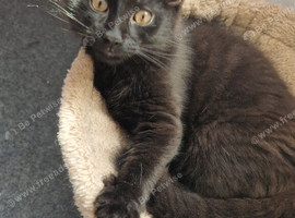 Kittens for rehoming