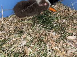 2 female babies for sale