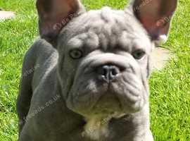 Lilac French Bulldog stud