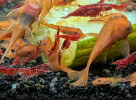 Super red BN pleco