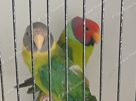 Plumhead parrots