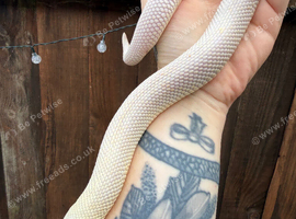 Lucistic female hognose