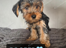 Yorkshire Terrier Puppies